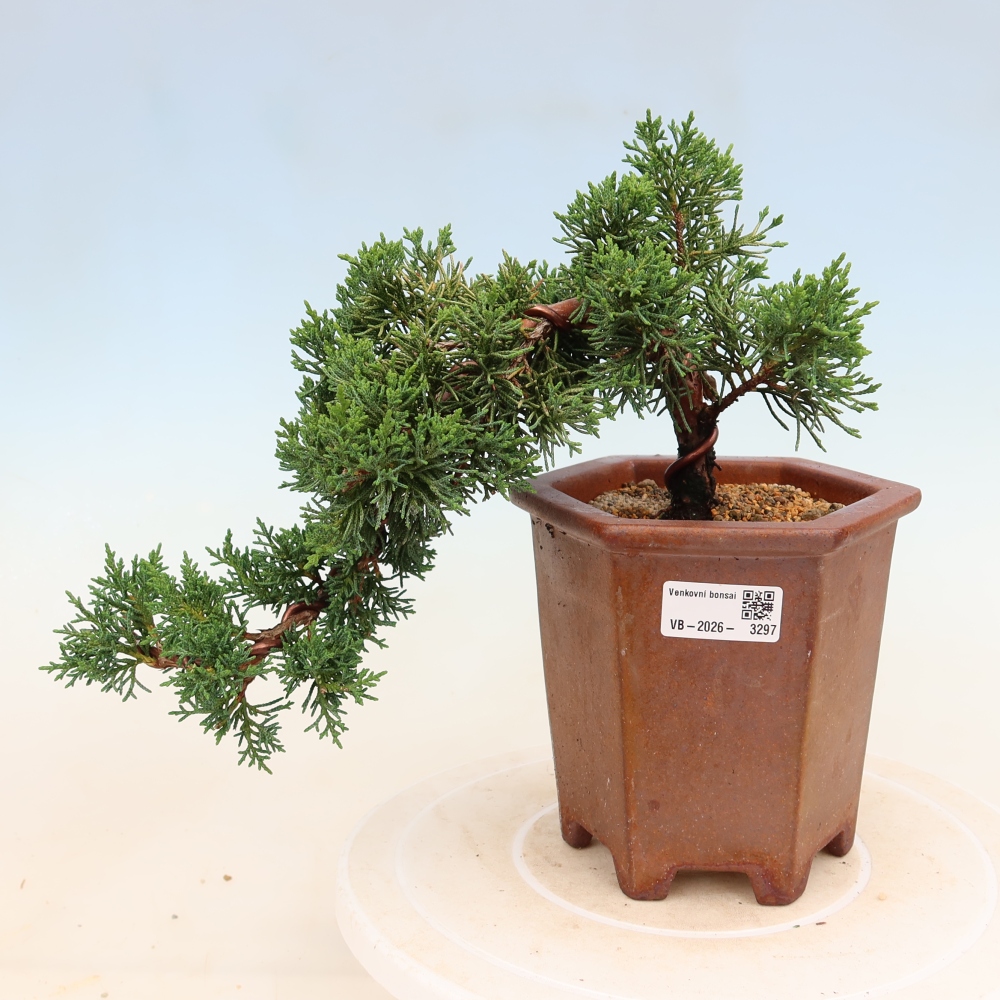 Bonsai da esterno - Juniperus chinensis Kishu