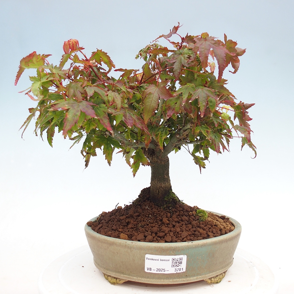 Acer palmatum KIOHIME - Acero palmato