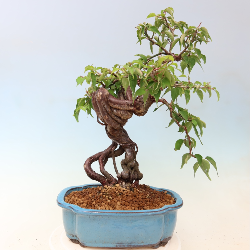 Bonsai da esterno - Albicocco giapponese - Prunus Mume