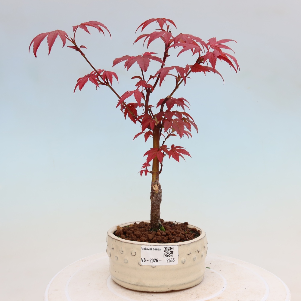 Bonsai da esterno - Palma Acer. Atropurpureum-Javor palmate