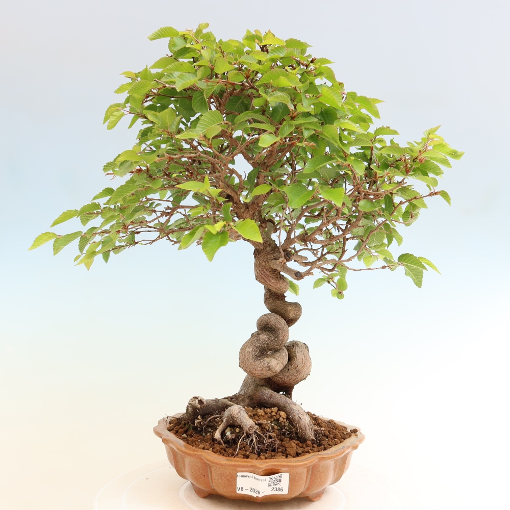 Bonsai da esterno -Carpinus Coreana - Carpino coreano