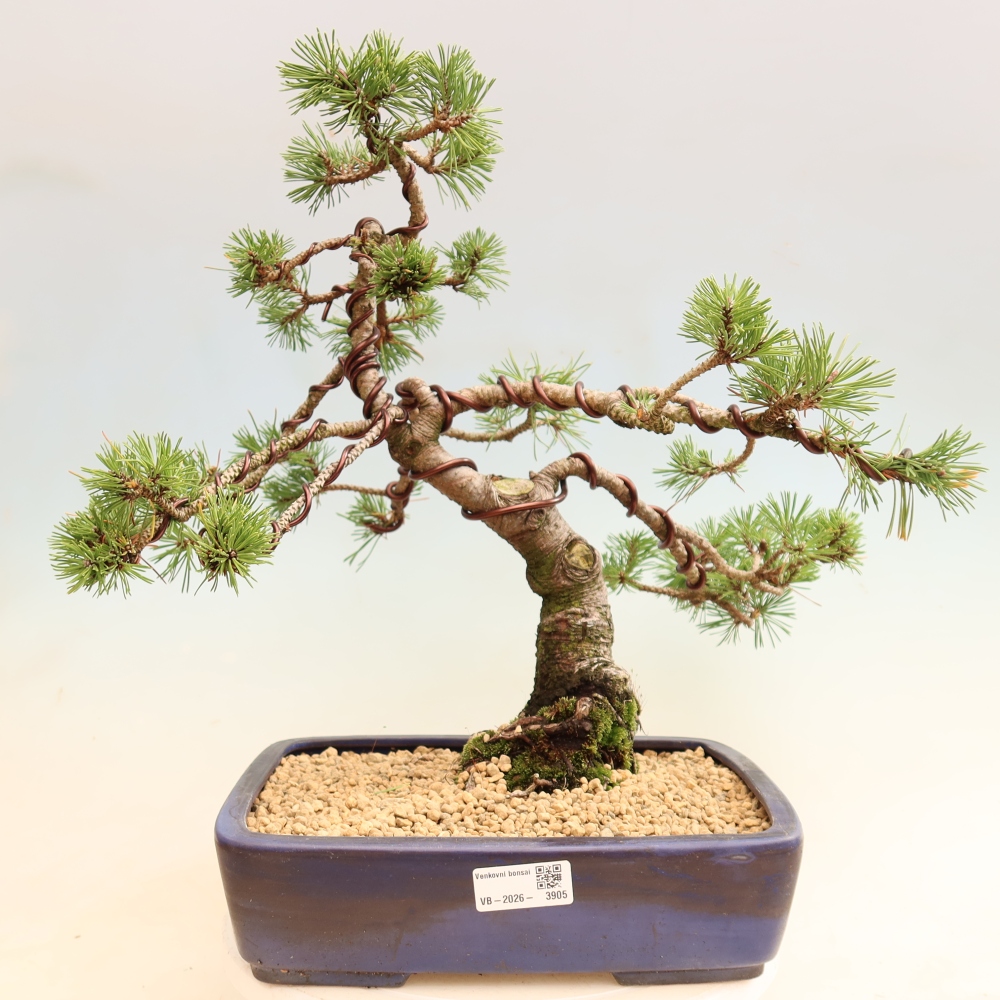 Bonsai da esterno - Pinus mugo Humpy  - Pino mugo