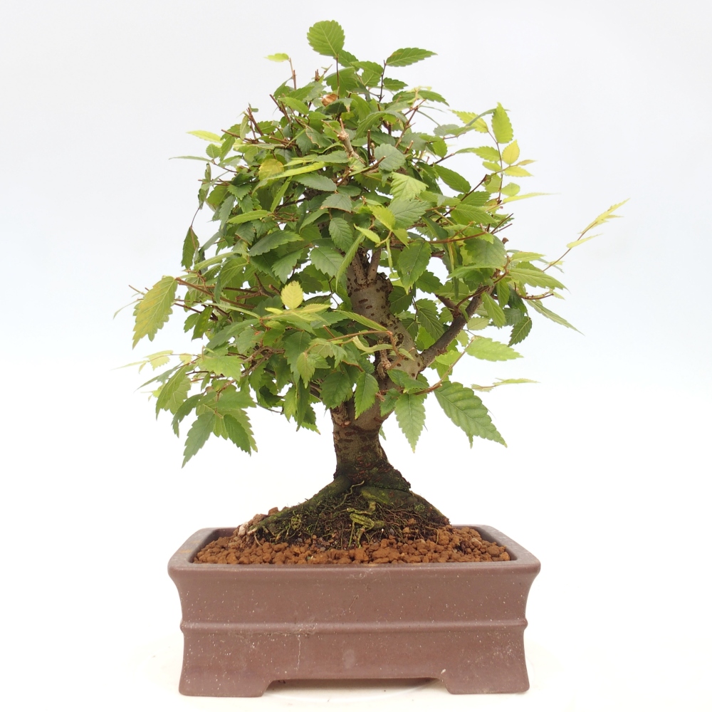 Bonsai da esterno - Zelkova - Zelkova NIRE