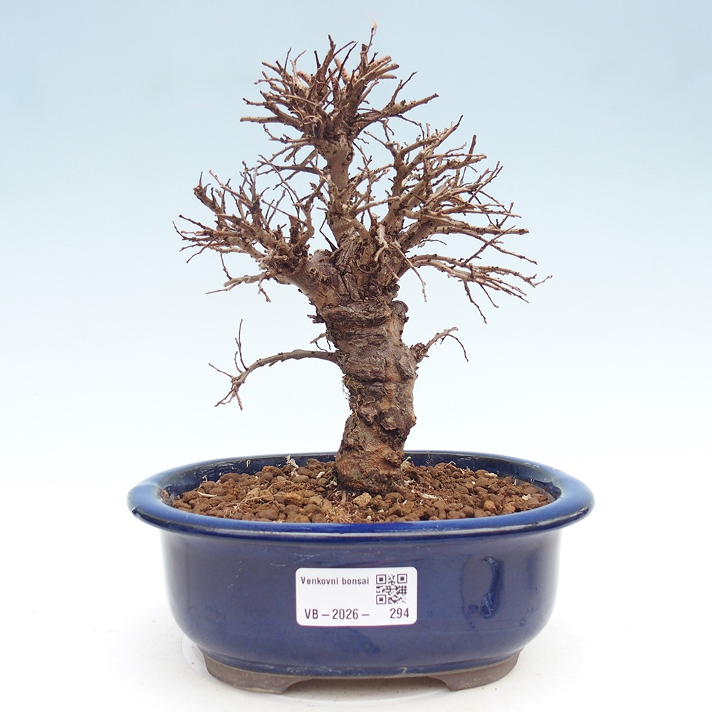 Bonsai da esterno - Zelkova - Zelkova NIRE