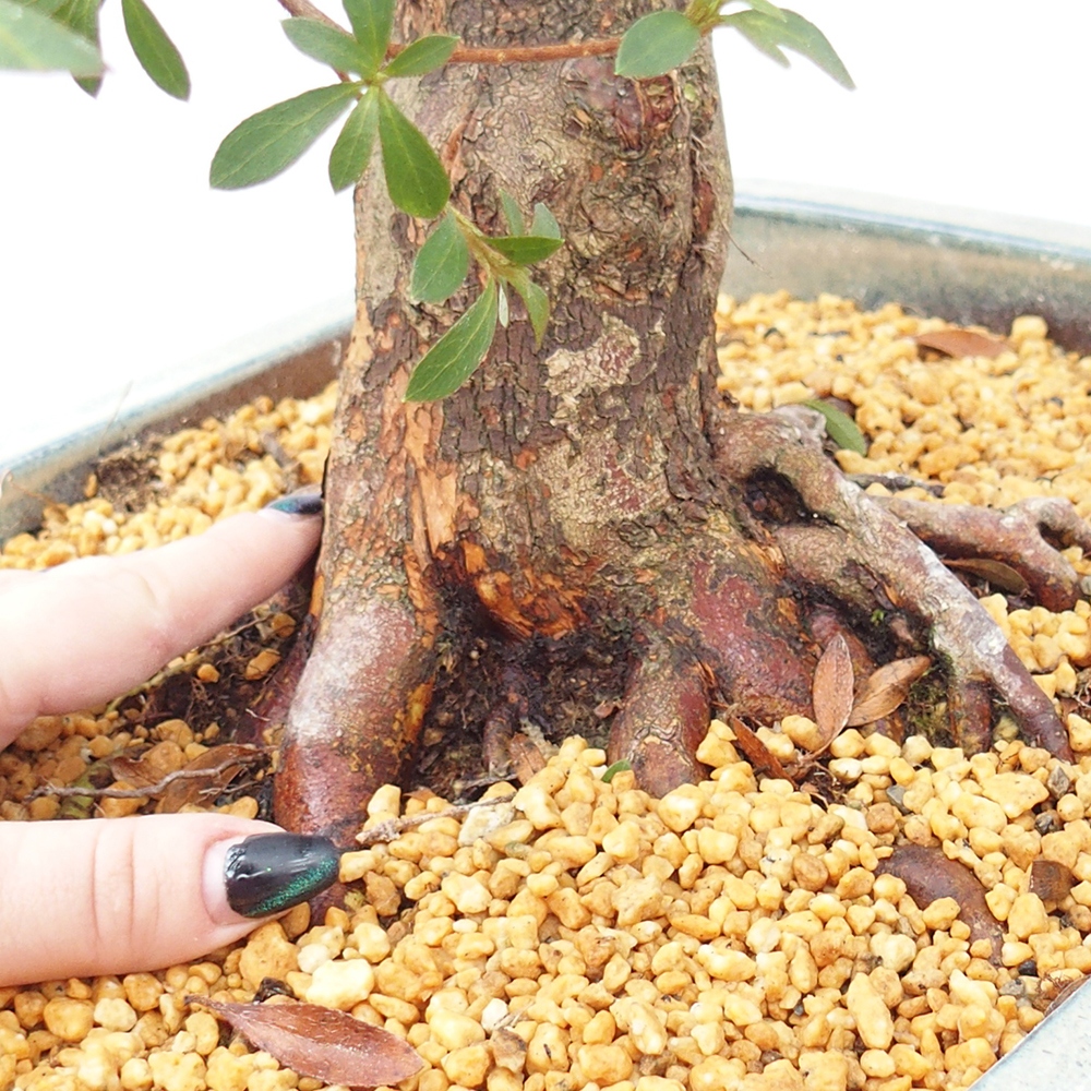 Bonsai da esterno - Azalea giapponese - Azalea satsuki