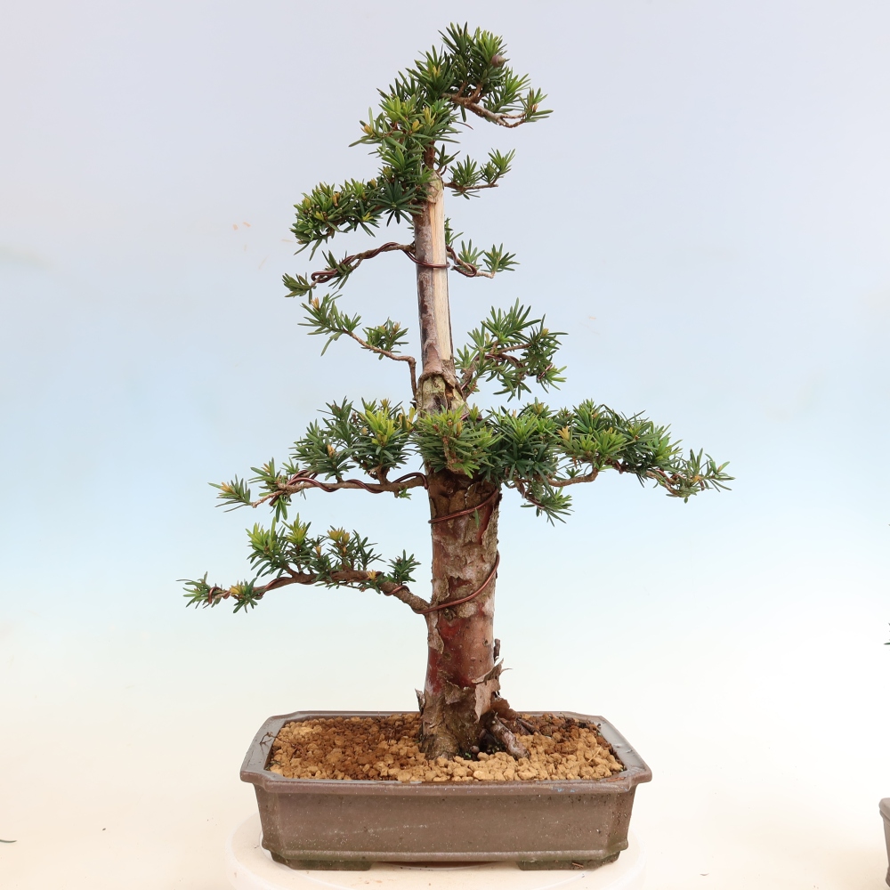 Bonsai da esterno - Taxus cuspidata - Tasso giapponese