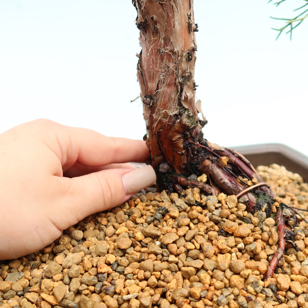 Bonsai da esterno - Juniperus chinensis Kishu