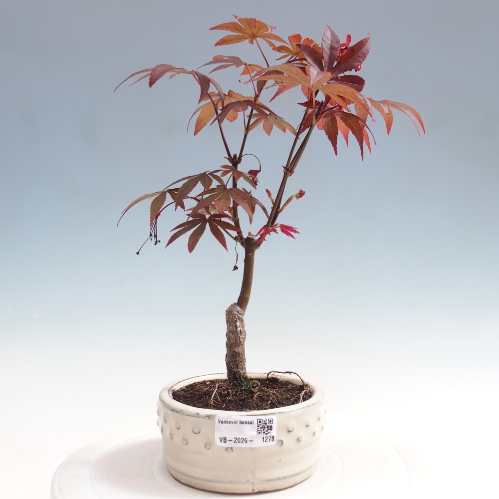 Bonsai da esterno - Palma Acer. Atropurpureum-Javor palmate