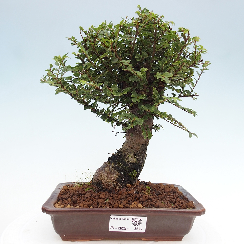 Bonsai da esterno - Ulmus parvifolia Hokkaido - Olmo cinese