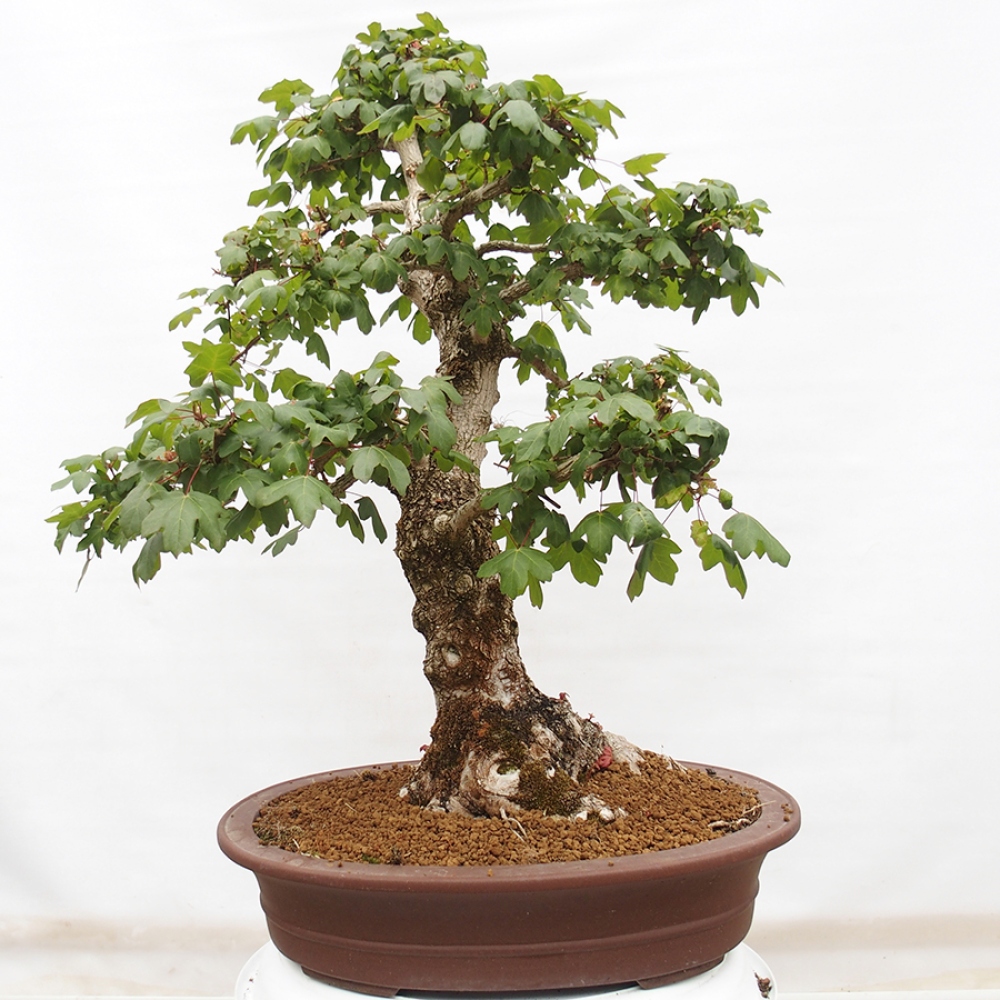 Bonsai da esterno -Javor babyka - Acer campestre