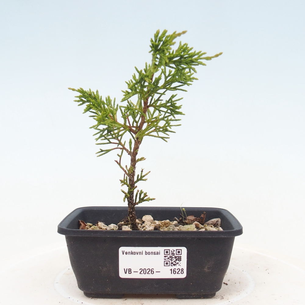 Bonsai da esterno - Juniperus chinensis Itoigawa