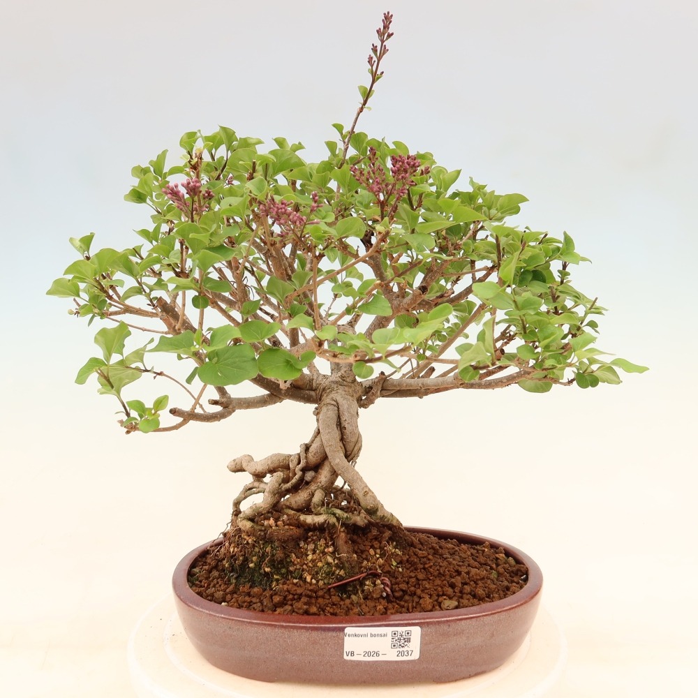 Bonsai da esterno - Syringa microphylla - lillà a fiore piccolo