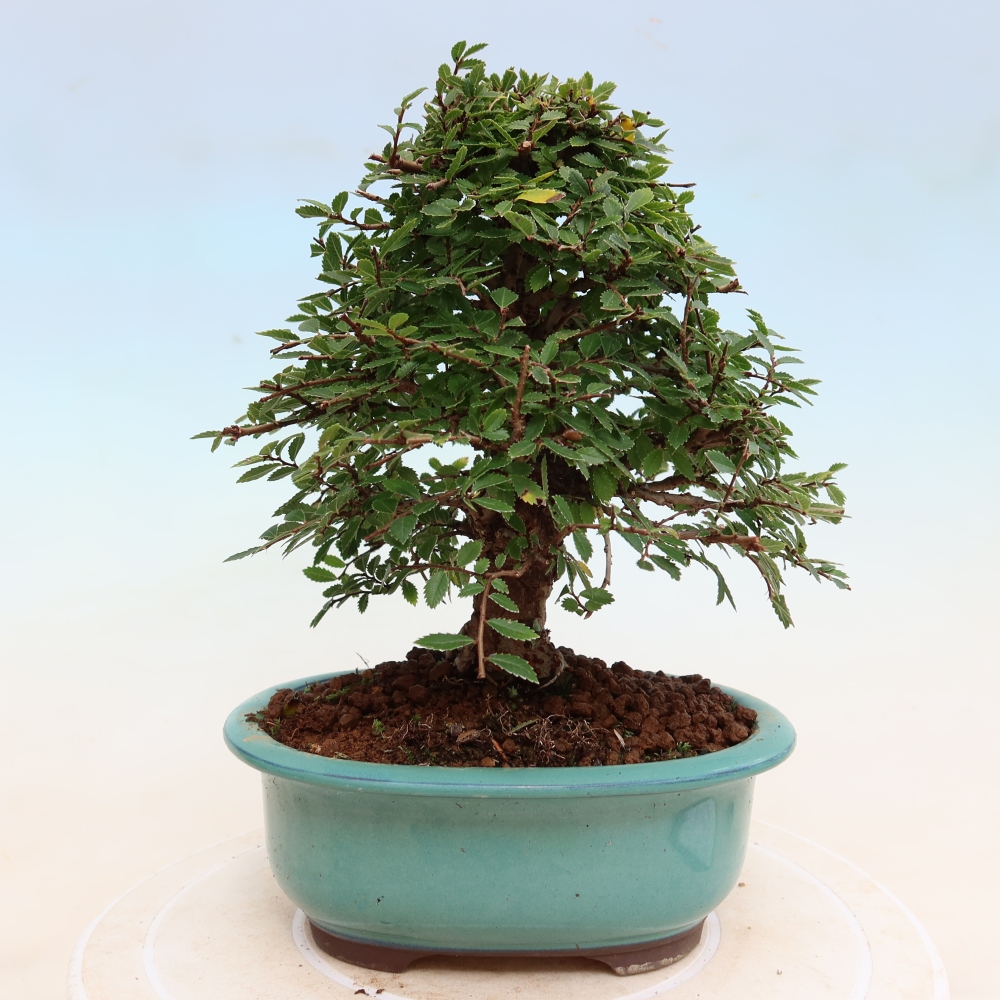 Bonsai da esterno - Zelkova - Zelkova NIRE