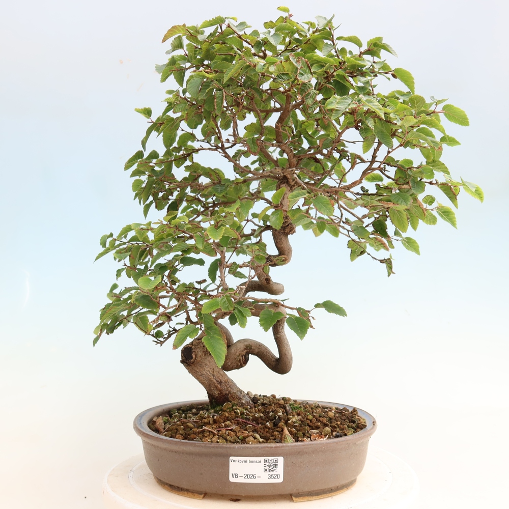 Bonsai da esterno -Carpinus CARPINOIDES - Carpino coreano