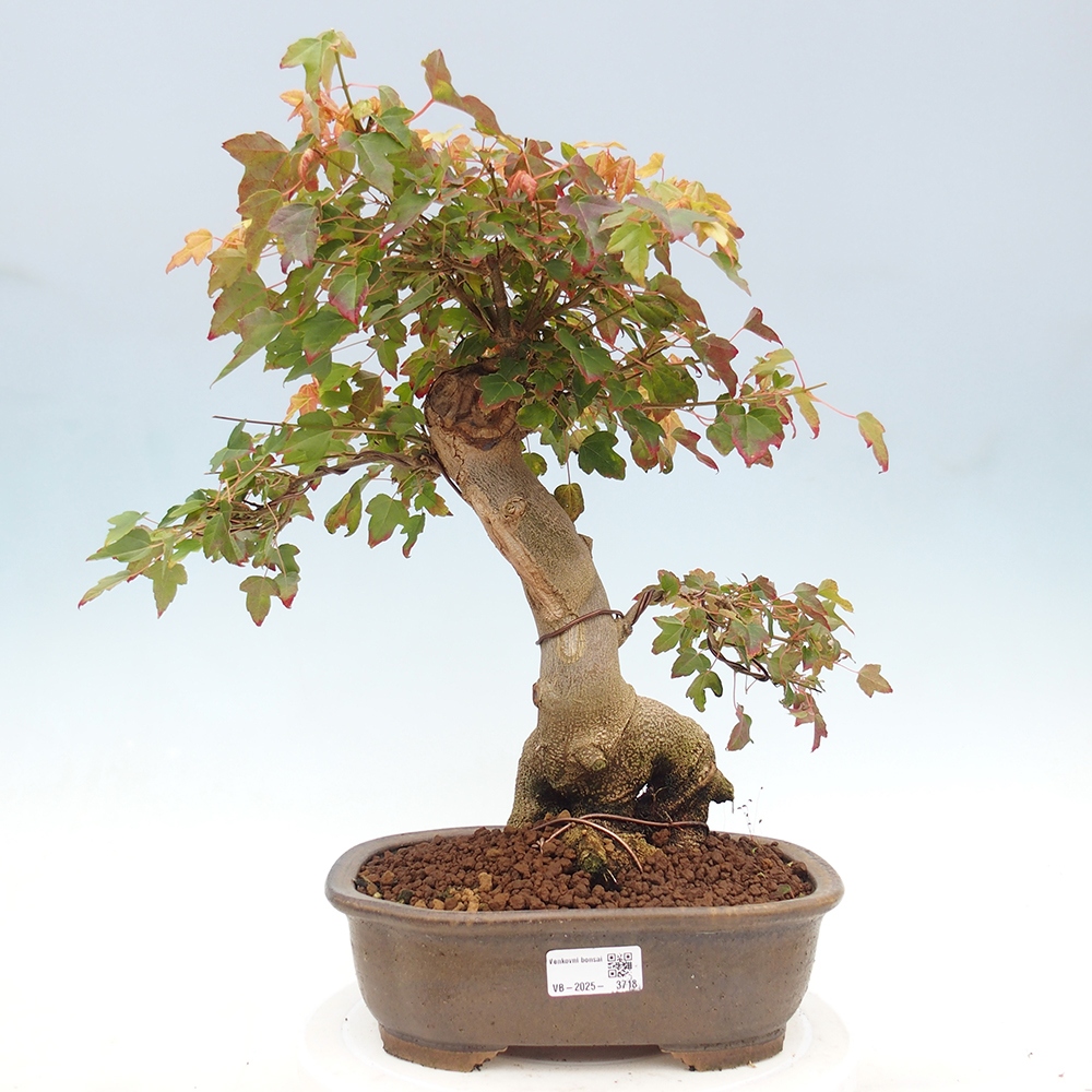 Bonsai da esterno - Acer Buergerianum - Acero di Burger