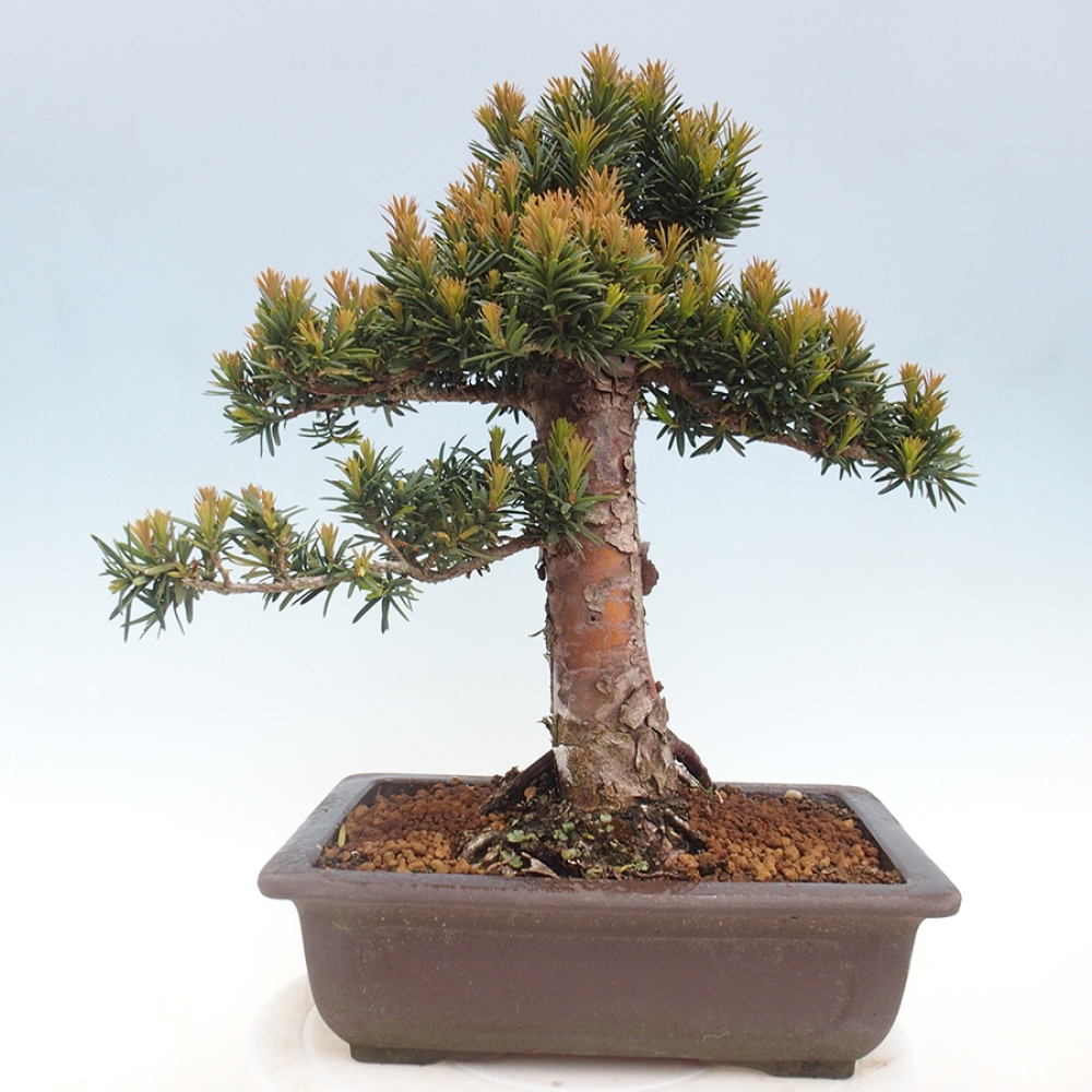Bonsai da esterno - Taxus cuspidata - Tasso giapponese