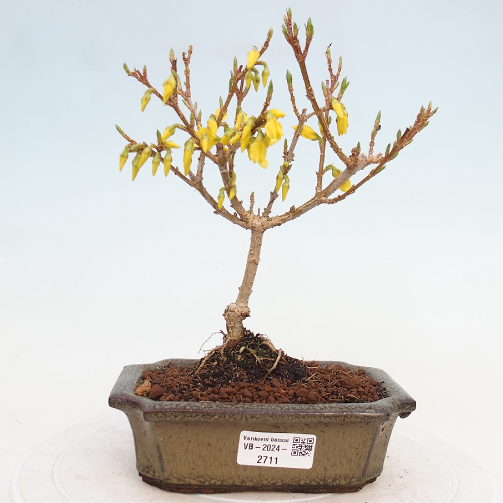 Bonsai da esterno - Zlatice - Forsythia intermedia