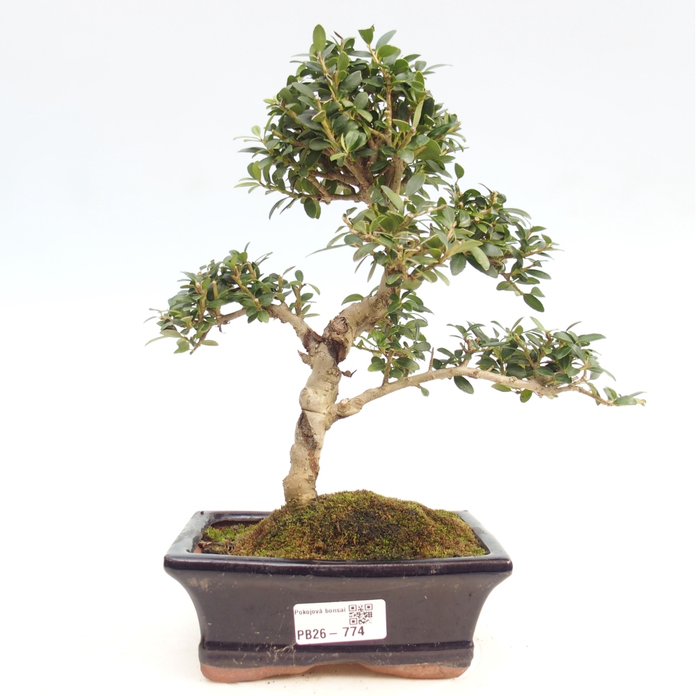 Camera bonsai - Ilex crenata - Agrifoglio