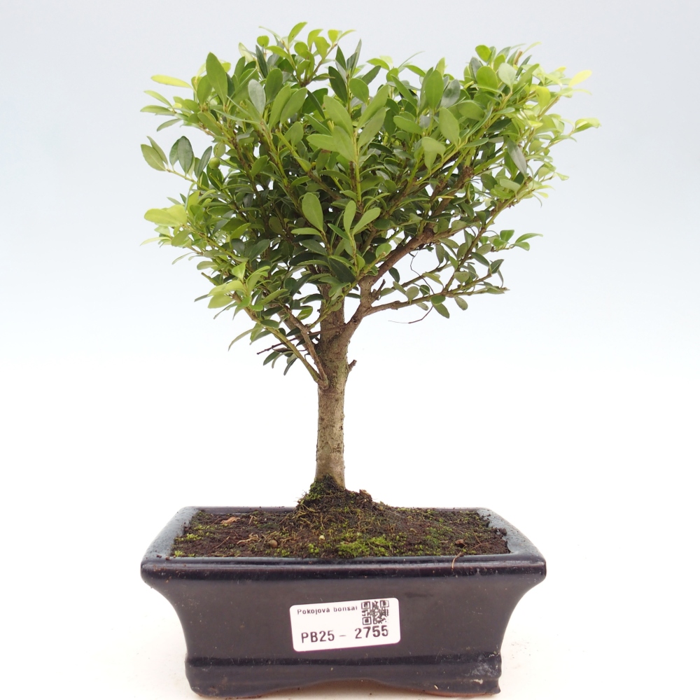 Camera bonsai - Ilex crenata - Agrifoglio