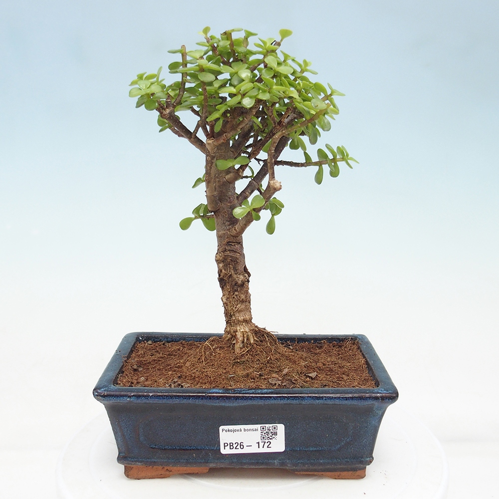 Camera bonsai - Portulakaria Afra - Tlustice