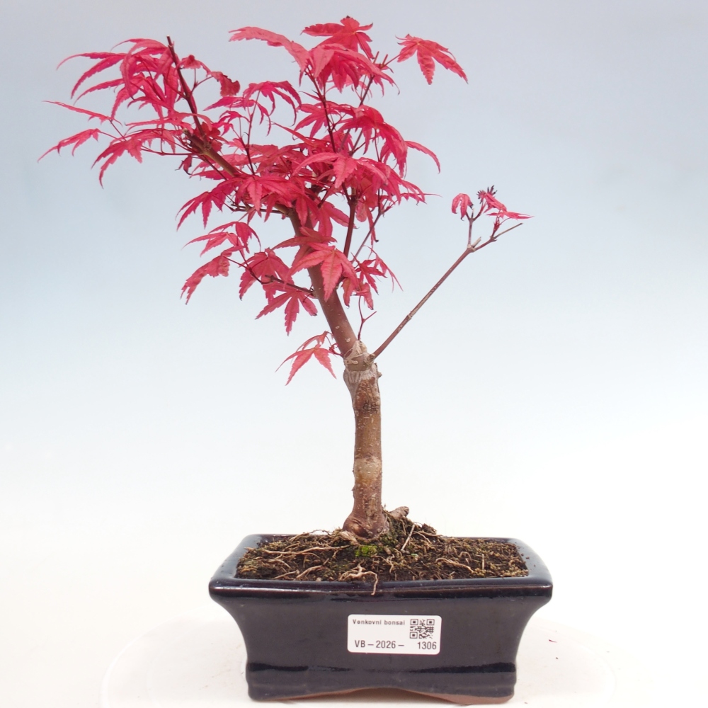 Bonsai da esterno - Acer palmatum DESHOJO