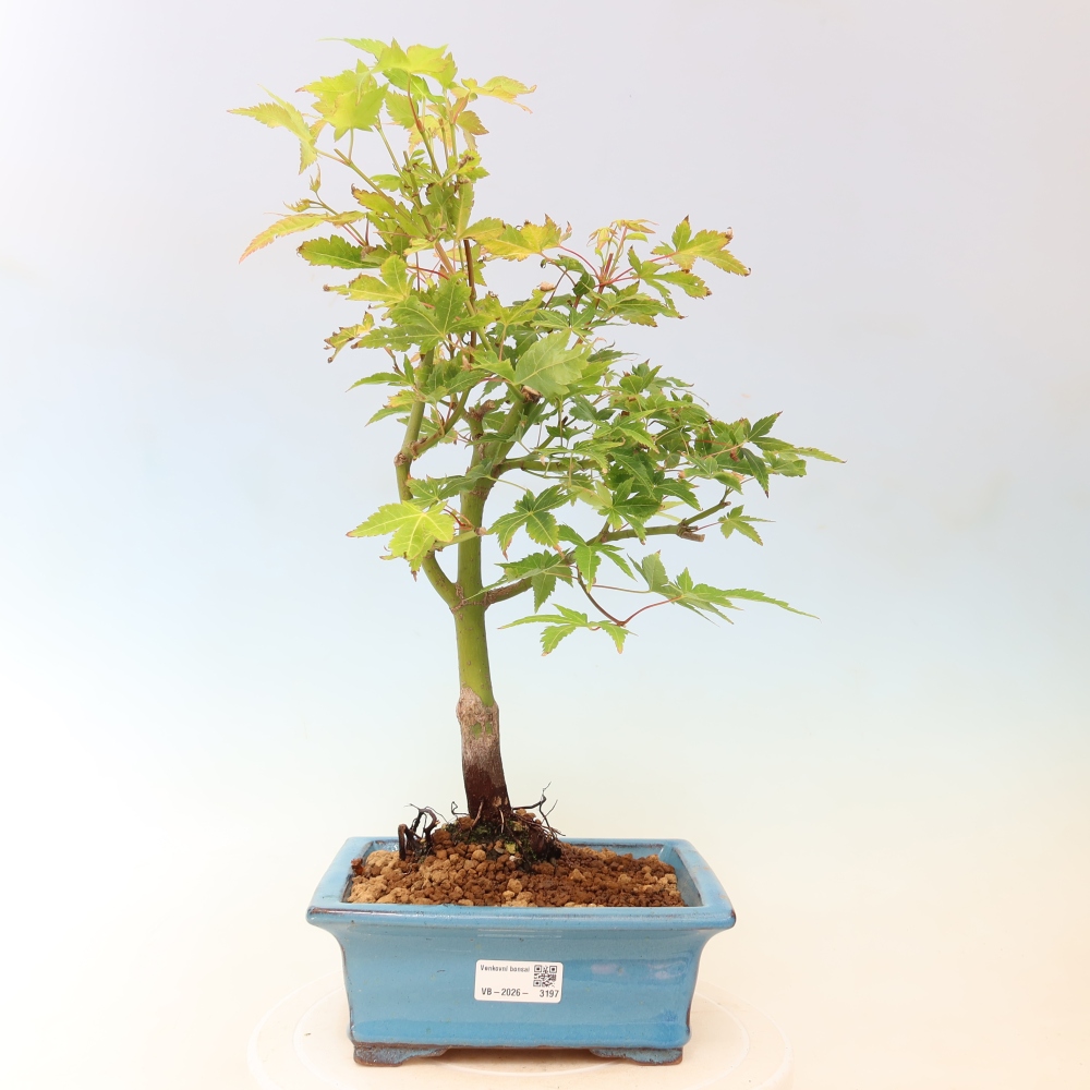 Acer palmatum Aureum - Acero dorato