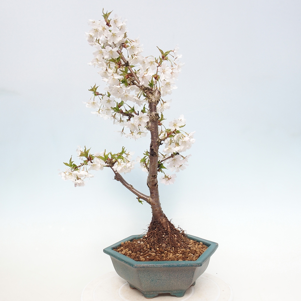 Bonsai da esterno - Prunus incisa Kojou-no mai-Plivon ritagliato