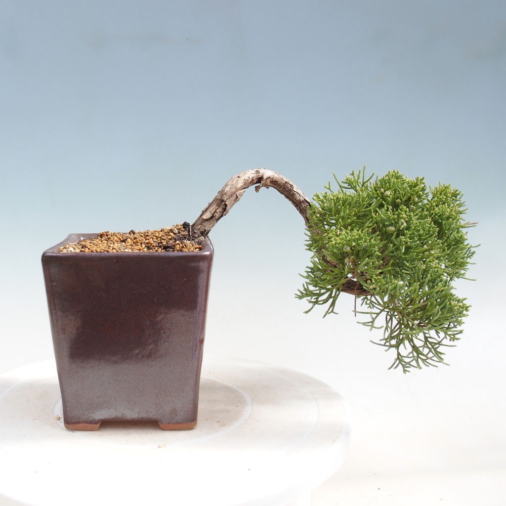 Bonsai da esterno - Juniperus chinensis Kishu