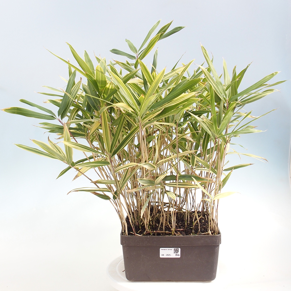 Bonsai da esterno - Sasaella masamuneana Albostriata - Bambù