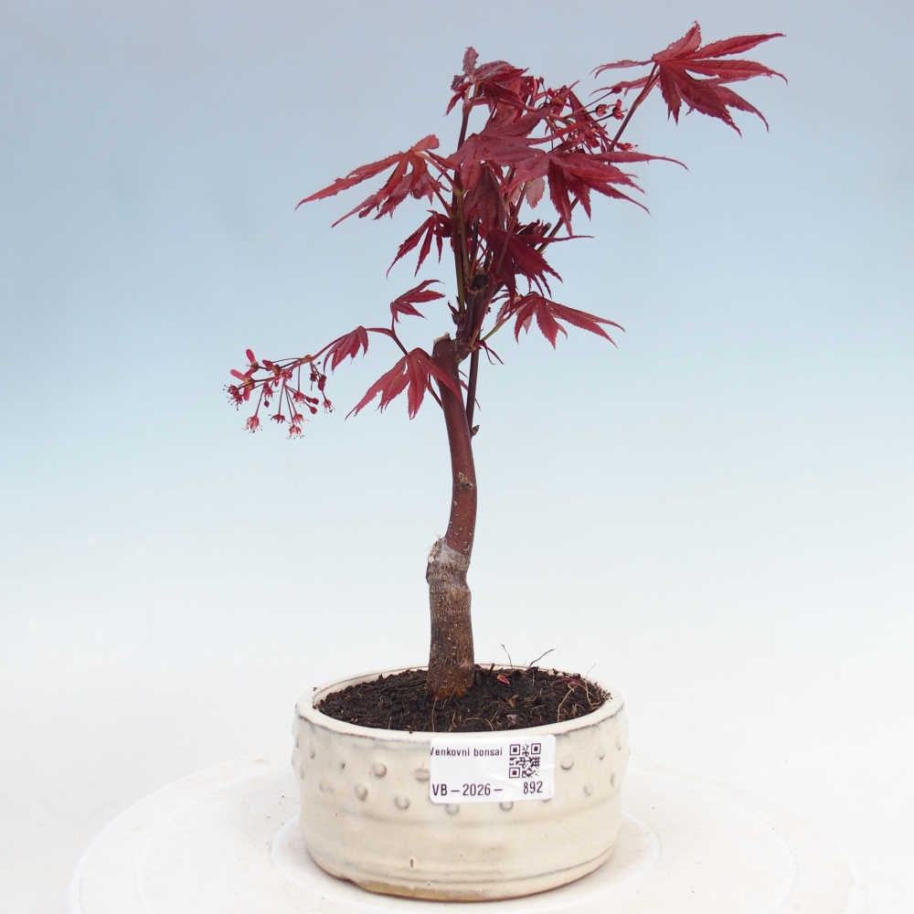 Bonsai da esterno - Palma Acer. Atropurpureum-Javor palmate