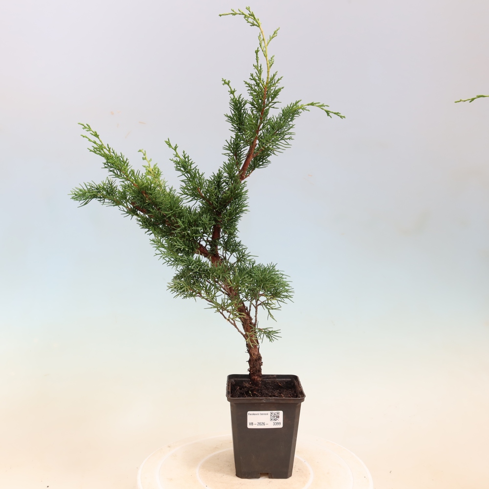 Bonsai da esterno - Juniperus chinensis Kishu