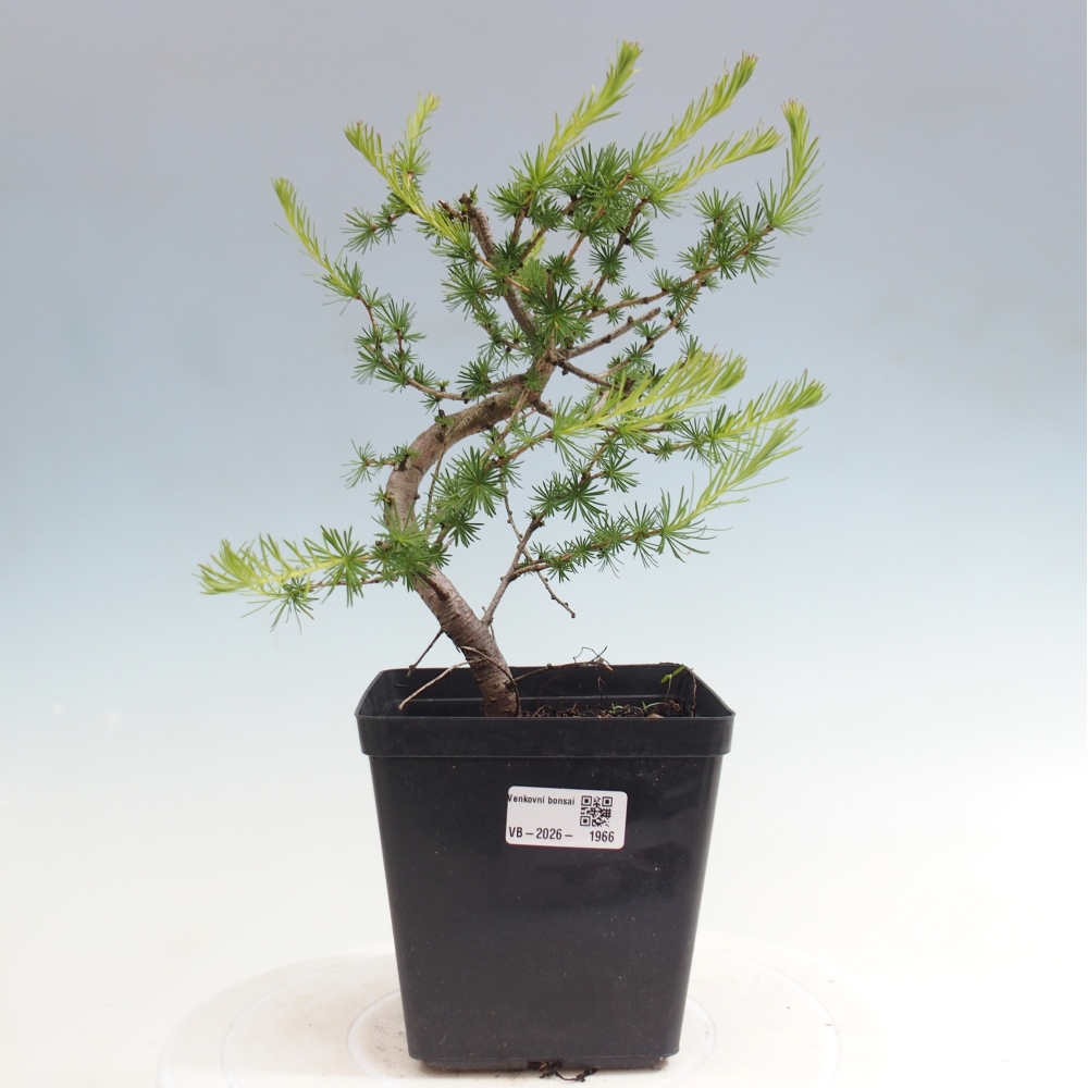 Bonsai da esterno -Larix decidua - Larice