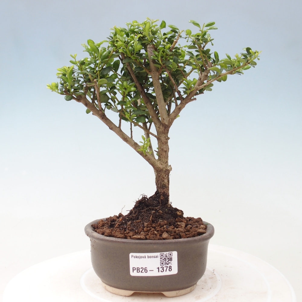 Camera bonsai - Ilex crenata - Agrifoglio