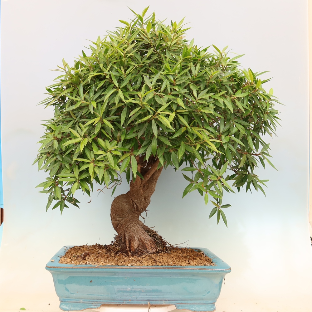 Camera bonsai - Ficus nerifolia - ficus a foglie piccole