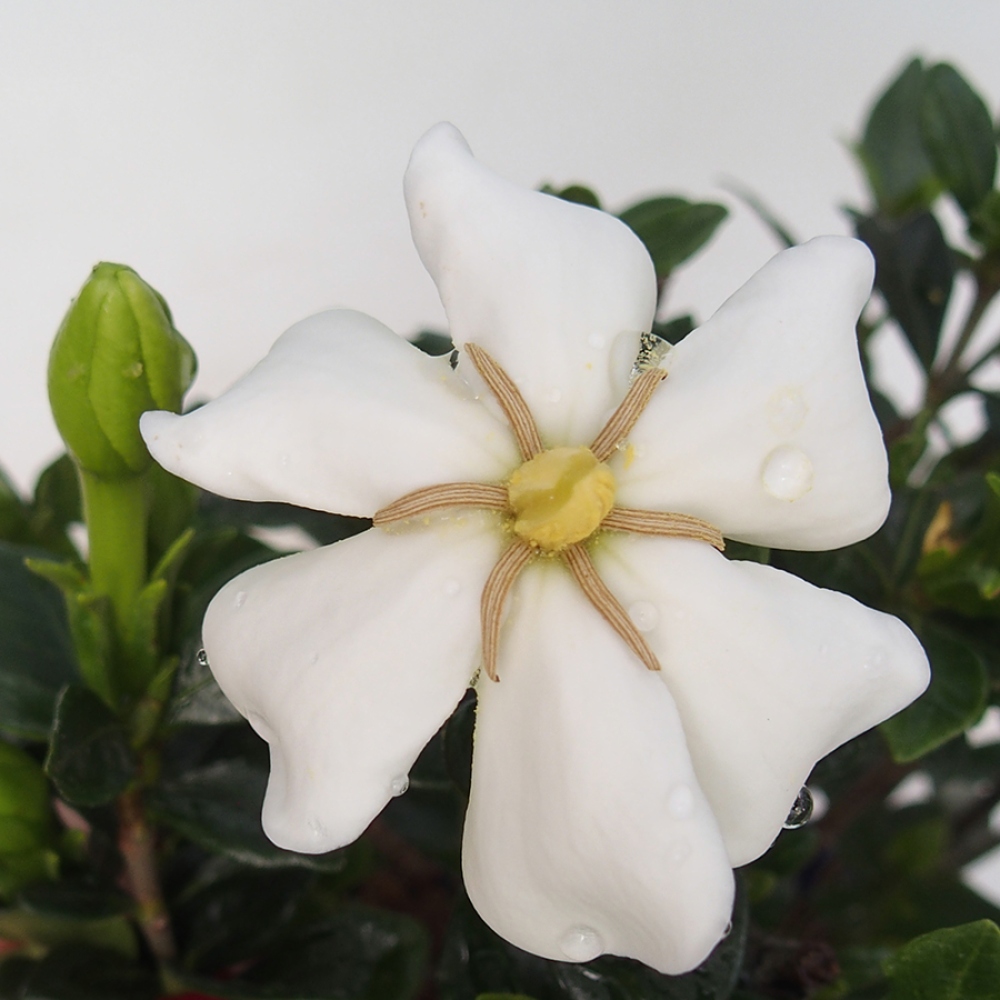 Camera bonsai - Gardenia jasminoides-Gardenia