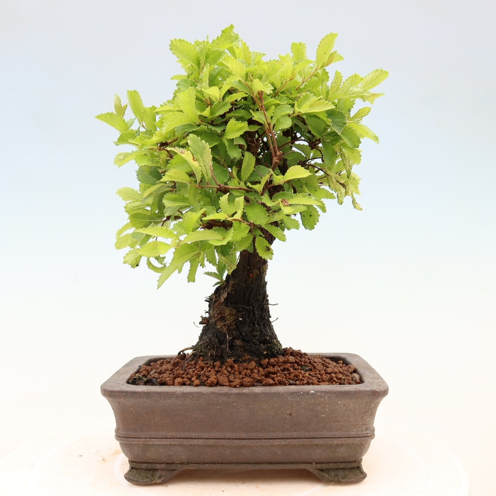 Bonsai da esterno - Zelkova - Zelkova NIRE