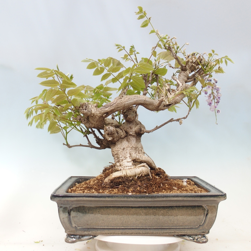 Bonsai da esterno - Glicine floribunda