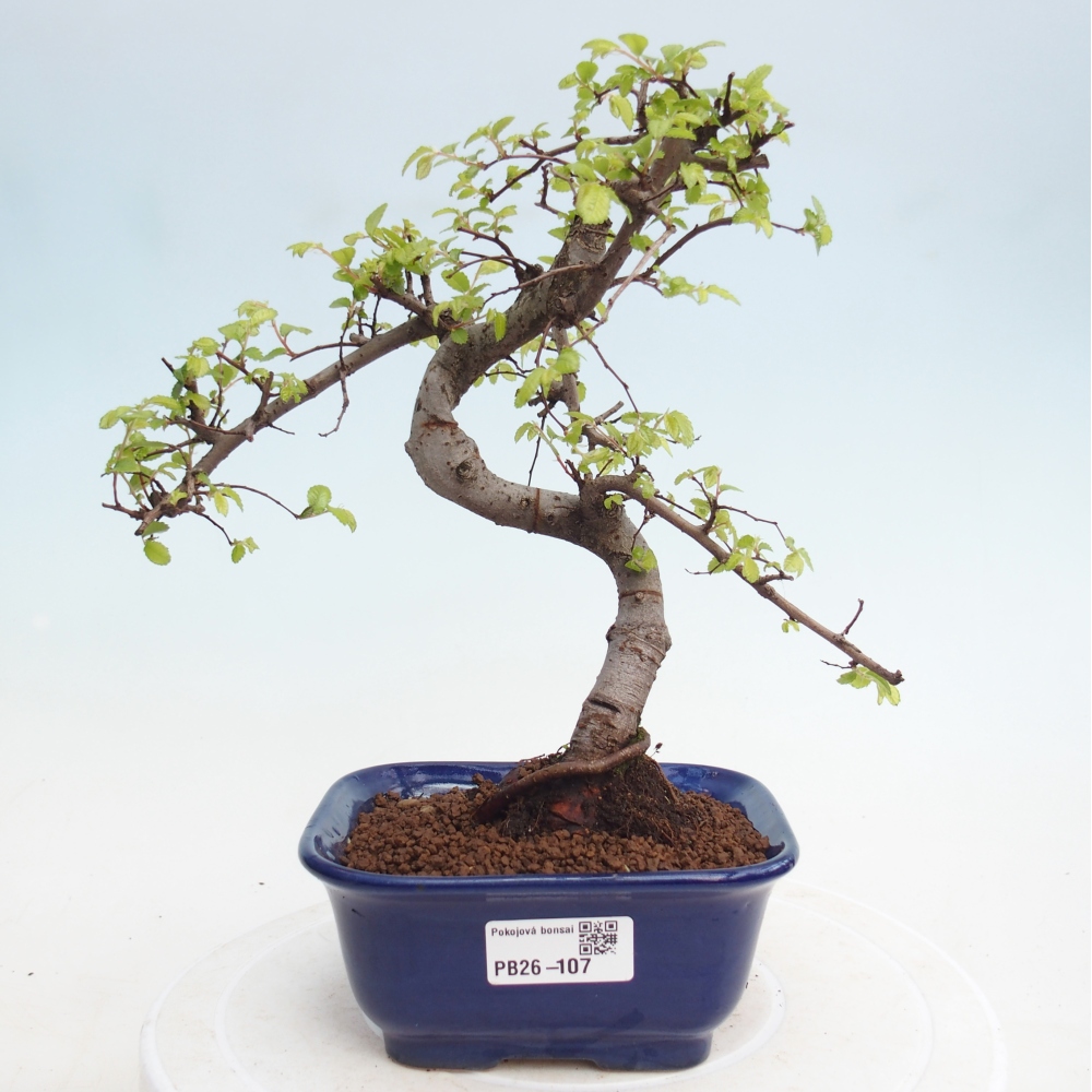 Camera bonsai - Ulmus parvifolia - Olmo a foglie piccole