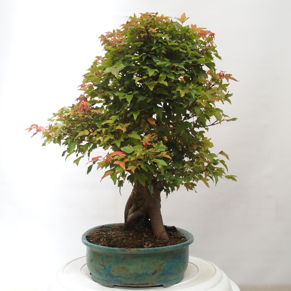 Bonsai da esterno - Acer Buergerianum - Acero di Burger