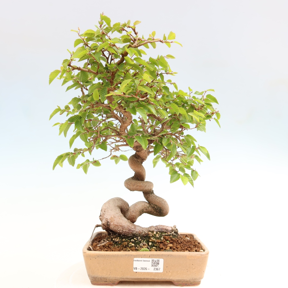 Bonsai da esterno -Carpinus Coreana - Carpino coreano