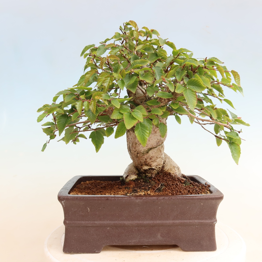 Bonsai da esterno -Carpinus CARPINOIDES - Carpino coreano