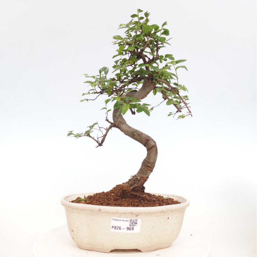Camera bonsai - Ulmus parvifolia - Olmo a foglie piccole