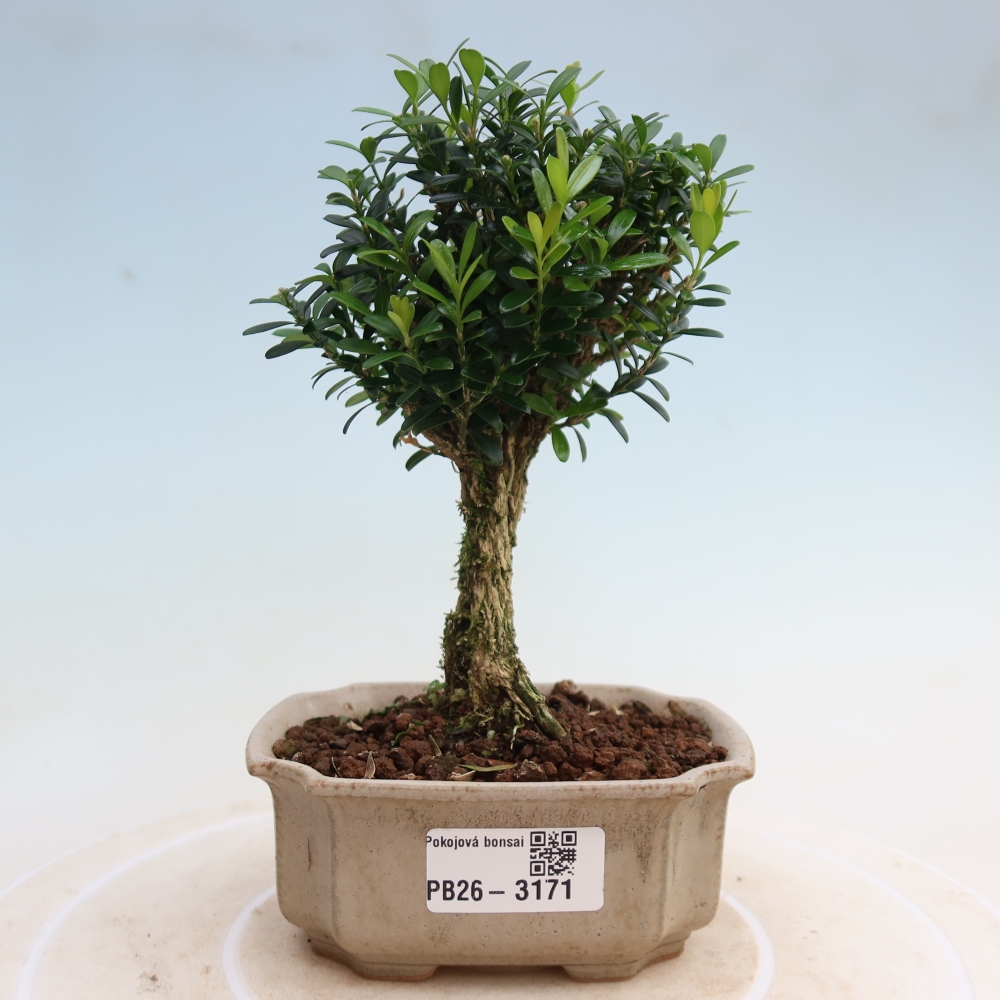Camera bonsai - Buxus harlandii - buxus da sughero
