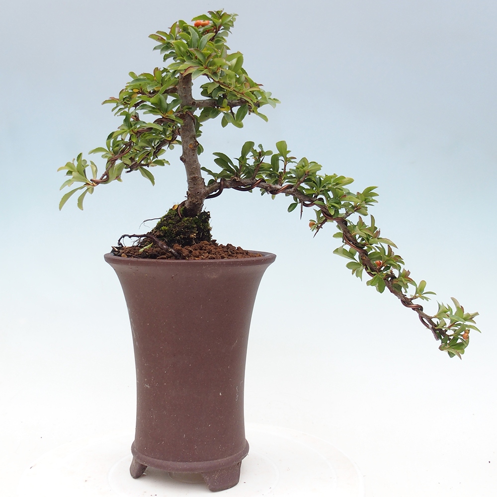 Bonsai da esterno-Pyracantha Teton -Hlox