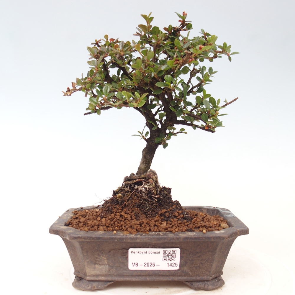 Bonsai da esterno - Cotoneaster horizontalis - Montagna rocciosa