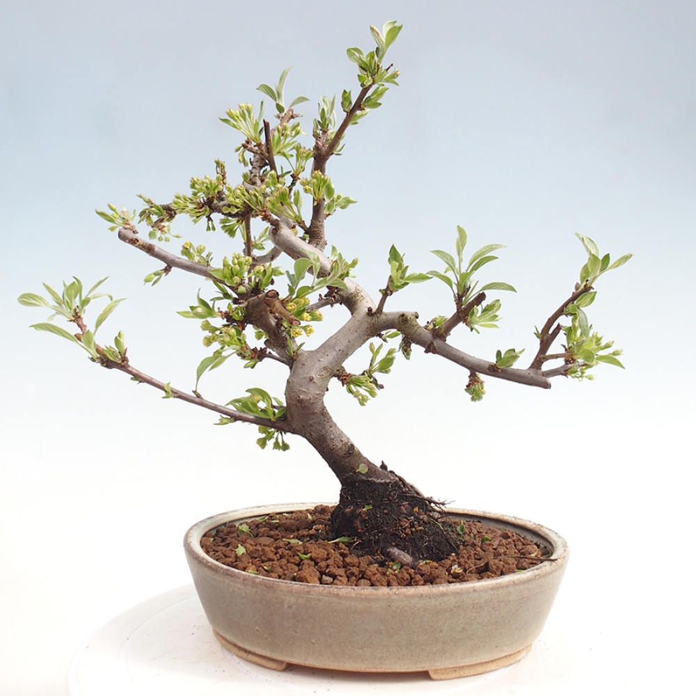 Bonsai da esterno - Malus sargentii - Melo a frutto piccolo