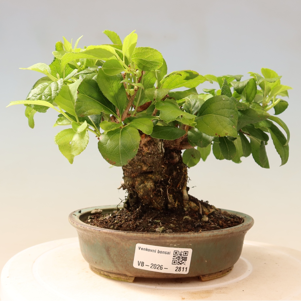 Bonsai da esterno - Celastrus orbiculatus