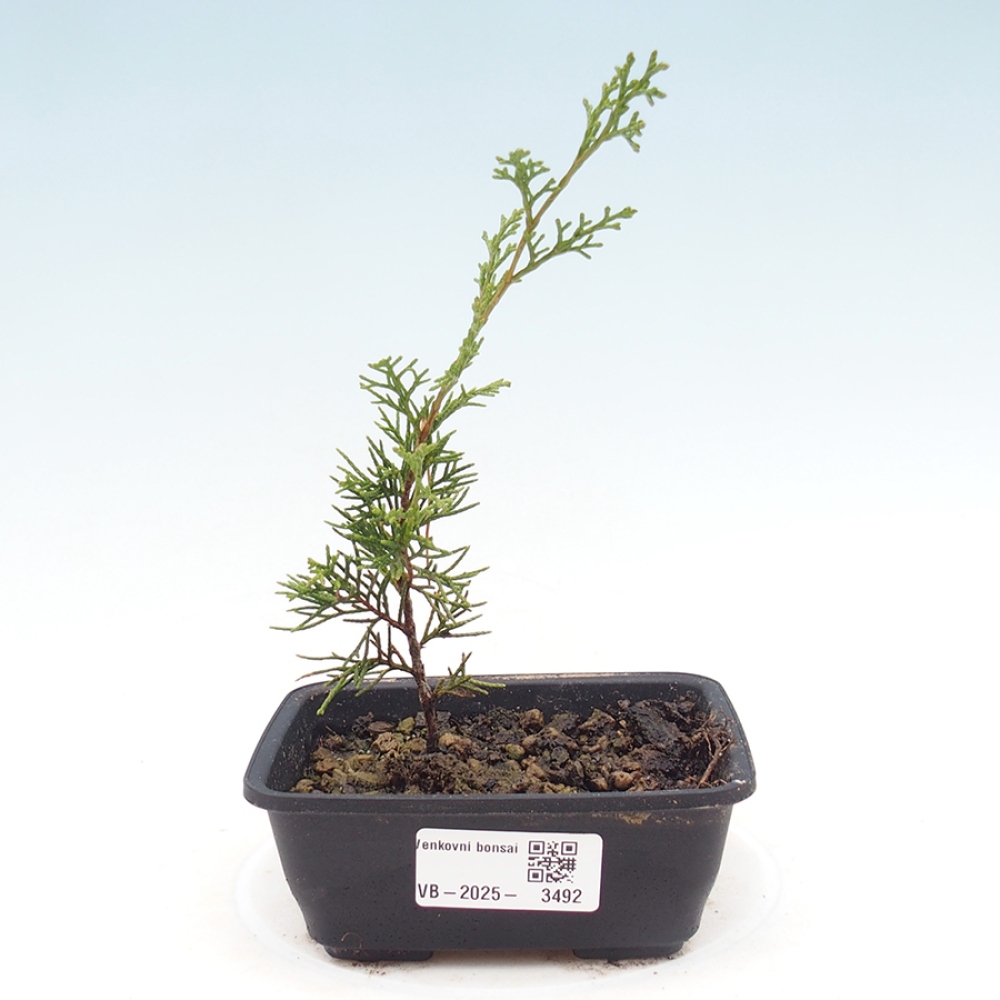 Bonsai da esterno - Juniperus chinensis Itoigawa