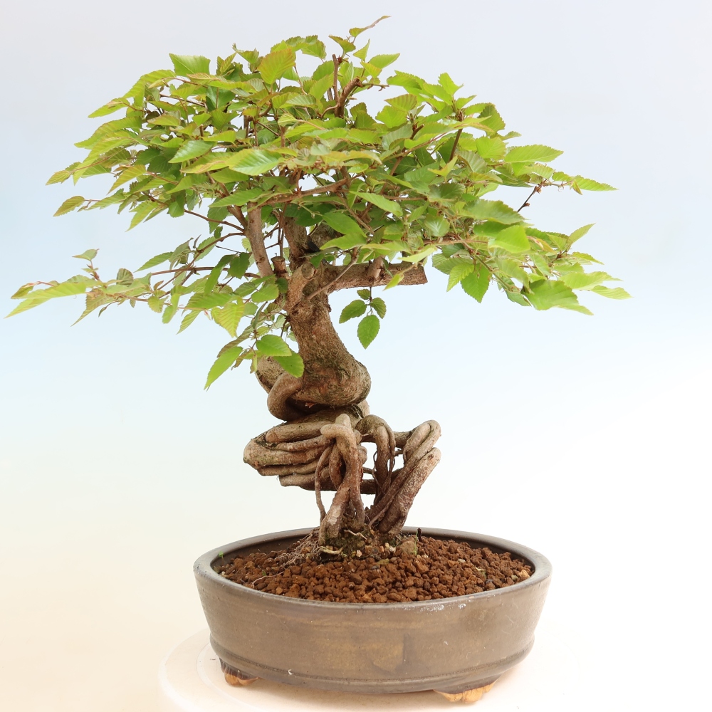 Bonsai da esterno -Carpinus Coreana - Carpino coreano