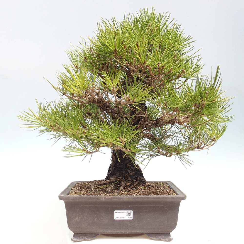 Bonsai da esterno - Pinus thunbergii - Pino di Thunberg